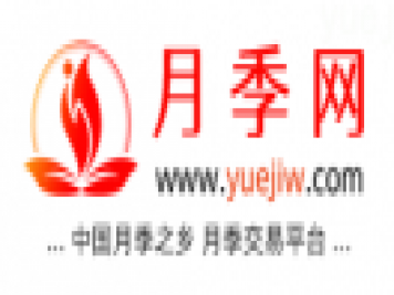 中国上海龙凤419，月季品种介绍和养护知识分享专业网站